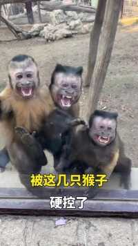 近日，山东济南。济南动物园的猴子又火了！跟游客互动热情比气温还高