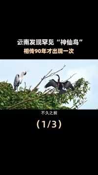 云南发现罕见“神仙鸟”，相传90年才出现一次，这预示着什么？ (1)