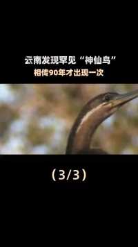 云南发现罕见“神仙鸟”，相传90年才出现一次，这预示着什么？ (3)