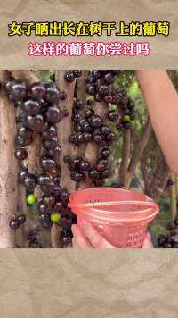 女子晒出长在树干上的葡萄，这样的葡萄你尝过吗#社会百态 
