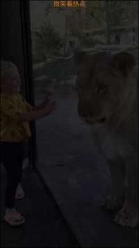 母狮隔着玻璃回应小女孩，实在太有灵性了