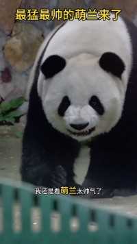 最猛最帅的萌兰来了. #萌兰 #萌宠成精了 #熊猫 