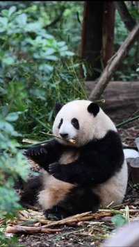 小叶子架子上睡觉，花花靠着冰块吃笋#大熊猫#大熊猫和花 #大熊猫萌兰#大熊猫福宝#大熊猫渝可渝爱