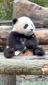 大熊猫贤贤仔生胖气了，后果很严重#大熊猫#大熊猫和花 #大熊猫萌兰#大熊猫福宝#大熊猫渝可渝爱