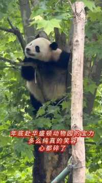 大熊猫宝力多么纯真的笑容啊！心都碎了，它还不知道未来的日子，等待它的会是什么…#大熊猫#大熊猫和花 #大熊猫萌兰#大熊猫福宝#大熊猫渝可渝爱