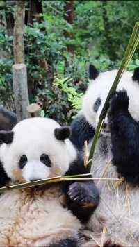 白白的姐妹花太美好的存在，谢谢谭爷爷给的惊喜#大熊猫#大熊猫和花 #大熊猫萌兰#大熊猫福宝#大熊猫渝可渝爱