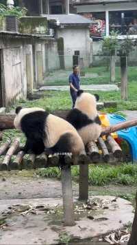 渝可渝爱一看只有竹子，算了算了就不过来了#大熊猫#大熊猫和花 #大熊猫萌兰#大熊猫福宝#大熊猫渝可渝爱