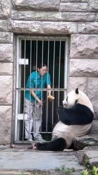 奶妈给萌二弄的夹心大笋笋#大熊猫#大熊猫和花 #大熊猫萌兰#大熊猫福宝#大熊猫渝可渝爱