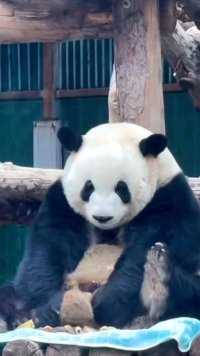 大熊猫萌兰吃着吃着憋不住啦，灵机一动转过身，还知道羞羞呢#大熊猫 #大熊猫和花 #大熊猫福宝#大熊猫萌兰 #大熊猫渝可渝爱
