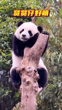 大熊猫贤贤仔这么小就会一字马倒立了，真是个功夫熊猫#大熊猫#大熊猫和花 #大熊猫萌兰#大熊猫福宝#大熊猫渝可渝爱