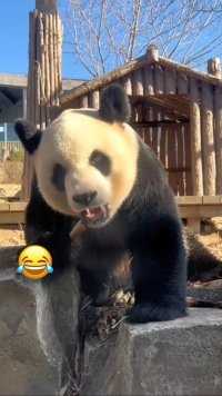 金虎：过分了啊，我塞个牙至于笑成这样？#大熊猫#大熊猫和花 #大熊猫萌兰#大熊猫福宝#大熊猫渝可渝爱
