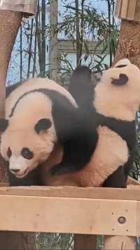 辉宝：虽然我是小短腿，可是我会利用呀！#大熊猫#大熊猫和花 #大熊猫萌兰#大熊猫福宝#大熊猫渝可渝爱