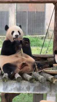 果然莽仔才是真正的熊生赢家！ #大熊猫#大熊猫和花 #大熊猫萌兰#大熊猫福宝#大熊猫渝可渝爱