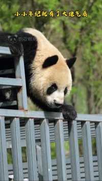 大熊猫秦华小小年纪就有了大佬气质，这娃随谁呢？#大熊猫#大熊猫和花 #大熊猫萌兰#大熊猫福宝#大熊猫渝可渝爱