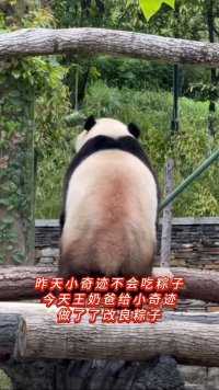 小奇迹吃粽子场面太搞笑了，剥粽子人里人气的#大熊猫#大熊猫和花 #大熊猫萌兰#大熊猫福宝#大熊猫渝可渝爱