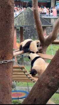 渝爱跳起来左右开工打渝可，哥哥只剩下捂脸了#大熊猫#大熊猫和花 #大熊猫萌兰#大熊猫福宝#大熊猫渝可渝爱