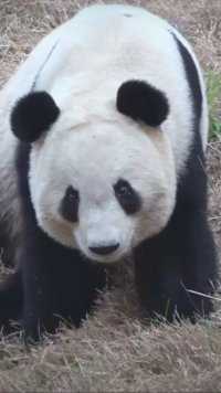 大熊猫秦韵有多可爱，瞧瞧这小眼神就知道了#大熊猫#大熊猫和花 #大熊猫萌兰#大熊猫福宝#大熊猫渝可渝爱