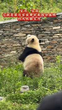 一个值得大家喜欢和关注的宝贝，小奇迹的外甥宝力，它总是把所有的欢乐和惊喜带给大家#大熊猫#大熊猫和花 #大熊猫萌兰#大熊猫福宝#大熊猫渝可渝爱