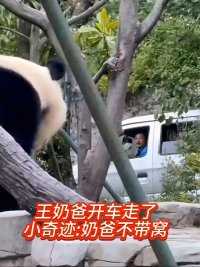 王奶爸开车走了，小奇迹又气又委屈#大熊猫#大熊猫和花 #大熊猫萌兰#大熊猫福宝#大熊猫渝可渝爱
