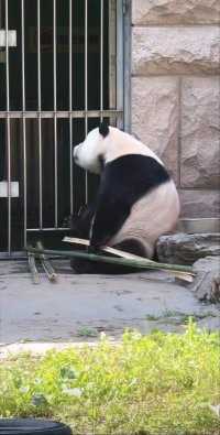 萌二：有没有人啊，我要呲牙掰竹子了#大熊猫#大熊猫和花 #大熊猫萌兰#大熊猫福宝#大熊猫渝可渝爱