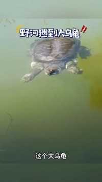 野河遇到大乌龟，抓回去炖汤，大家觉得怎么样？