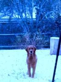 温暖的一幕怀孕不得已送人的小狗冒着大雪跑回来看望主人.