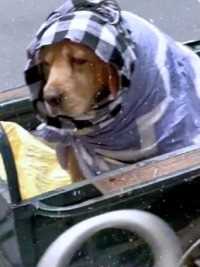 大雪天大妈宁愿光着头骑车也不能让狗狗挨冻她用头巾把狗狗裹得像个粽子.