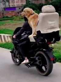 主人外地打工骑摩托车把狗狗带回家担心长途跋涉狗狗不安全还给狗狗安装了座椅.