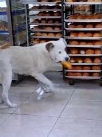流浪狗来偷面包，老板不但没有驱赶，还让它大摇大摆的离开.