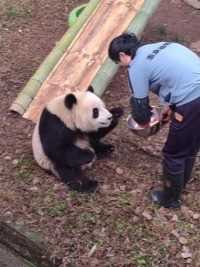 众所周知大熊猫对美食没有任何的抵抗力.