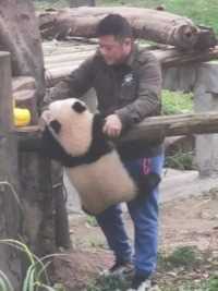 饲养员和熊猫之间是什么样的情感呢.