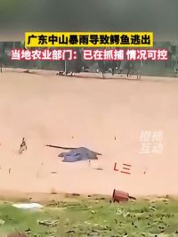 广东中山暴雨导致鳄鱼逃出，当地农业部门：已在抓捕 情况可控 #广东鳄鱼出逃