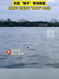 西湖游客不慎落水，冷静“躺平”等待救援 拍摄者：救援快艇“嘎嘎嘎”嗖嗖快#杭州 #西湖 #救人