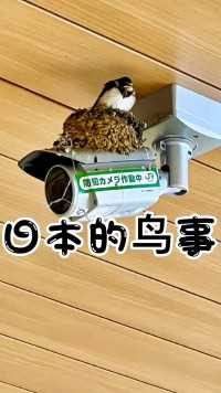 日本的小鸟都有这待遇么？#海外生活 #日本小鸟