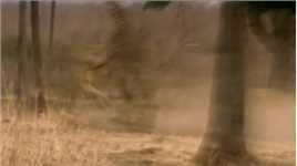 狮子追长颈鹿#动物世界#弱肉强食的动物世界#动物的生存法则#动物世界的战斗#