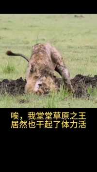 狮子抓疣猪#弱肉强食的动物世界#动物的生存法则#看动物世界品百味人生##动物世界的战斗