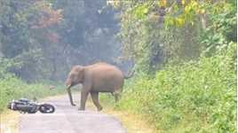 大象#弱肉强食的动物世界#动物的生存法则#动物世界#大象#印度