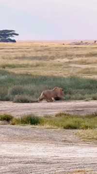狮子抓住一只落单的鬣狗#神奇动物在这里#动物世界#动物世界精彩集锦#狮子#鬣狗