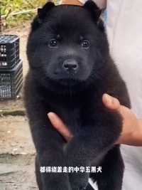 #家有萌宠 #长大的小黑 #五黑犬 #中华田园犬 