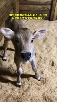 国外农场大叔花高价买了一只小牛，没想到长大后才发现买到宝了。#萌宠  #可爱动物  