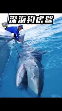 男子深海盘大鱼，没成想竟然钓上一头900斤重的虎鲨，简直吓尿了#虎鲨