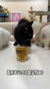 原来猫咪喝了猫薄荷水真的最醉！结尾布丁这是？直接晕倒啦？