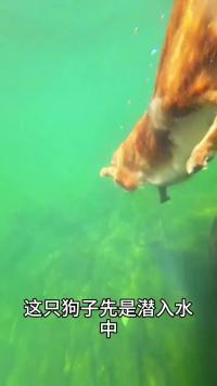 狗狗潜水帮助主人捡手机