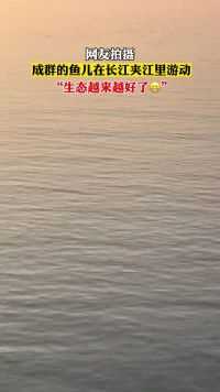 长江的生态越来越好了，网友拍摄成群的鱼儿在长江夹江里欢快游动