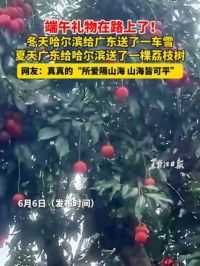 端午礼物在路上了！冬天哈尔滨给广东送了一车雪 夏天#广东给哈尔滨送了一棵荔枝树