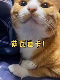 刚测试过了，梁有鱼是正宗中国猫哈哈哈，快来试试你家🐱能不能听懂外国话 #妈宝橘 #成精的萌宠