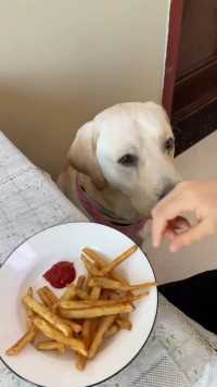 狗子：谁吃薯条不蘸酱啊 