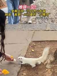 难得一见！金殿出现一只白色小松鼠，网友：真是一只可爱的“小精灵”（来源：）#白松鼠 #昆明 #有一种叫云南的生活