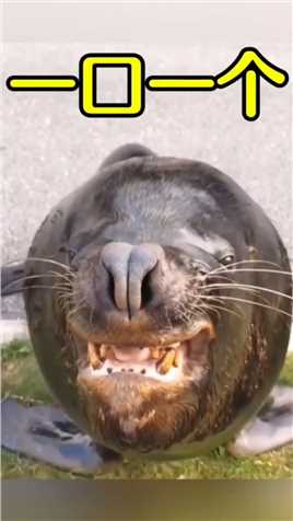 该刷牙了 #三狗搞笑配音 #搞笑配音 #搞笑视频