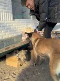 养殖户家里拍摄训练的马犬，#马犬#警卫犬#机灵机智#嗅觉度高